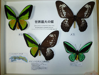 蝶の標本 幻のチョウの世界(特珍) （こんなやつらがまだいたの