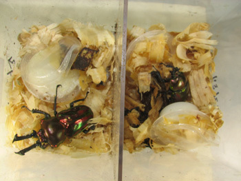 20120502d.jpg