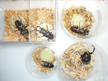 20140715a.jpg