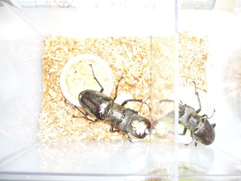 20140715b.jpg