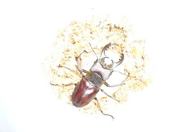 20140715c.jpg