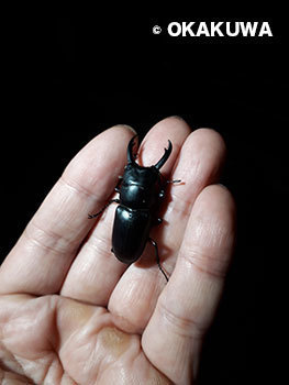 20190808g.jpg