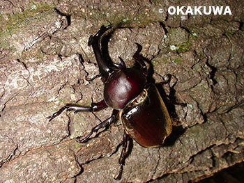 カブトムシトラップとおもちゃショー中止 三足のわらじ