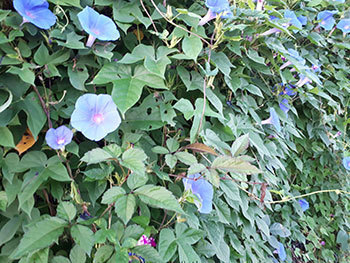 20200916a.jpg