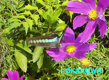 20201024a.jpg