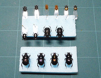 20201101a.jpg