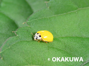 20201117a.jpg