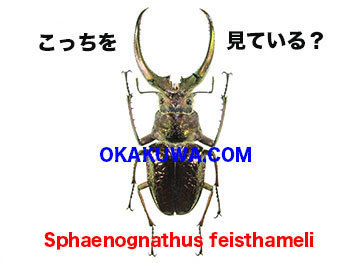20201129a.jpg
