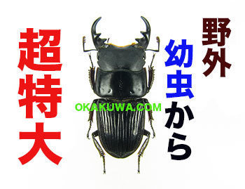 20210312a.jpg