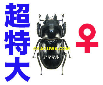 アマミマルバネ超特大！と緊急事態宣言延長の模様。: 三足のわらじ