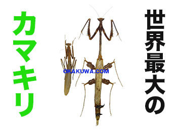 世界最大のカマキリ！と明日定休日です。: 三足のわらじ
