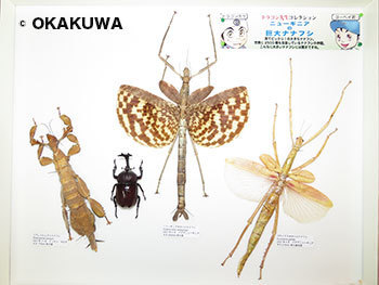 巨大昆虫の世界その2と日焼け。: 三足のわらじ