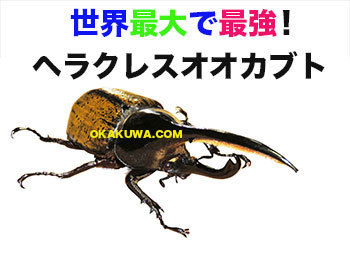 最大最強カブトムシ！とウェブ会議。: 三足のわらじ