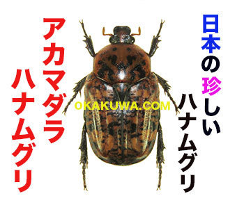 Amazon.co.jp: 世界のハナムグリ大図鑑 : Japanese Books