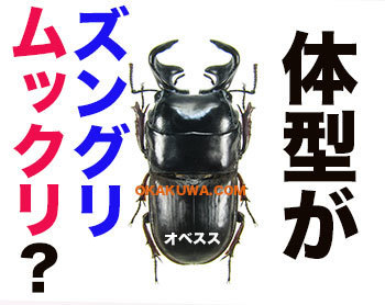ズングリムックリと仕事です。: 三足のわらじ