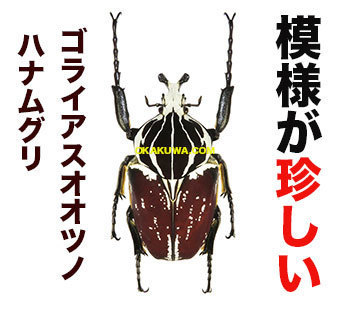 レア甲虫と東京で昆虫イベント。: 三足のわらじ