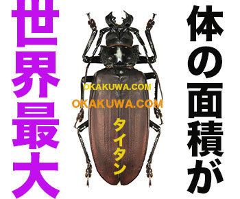 ついにこの巨大甲虫が登場！と本日終了。: 三足のわらじ