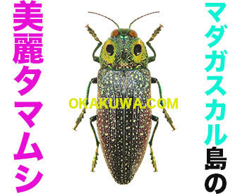 ソライロカタゾウムシ 珍品美麗 標本
